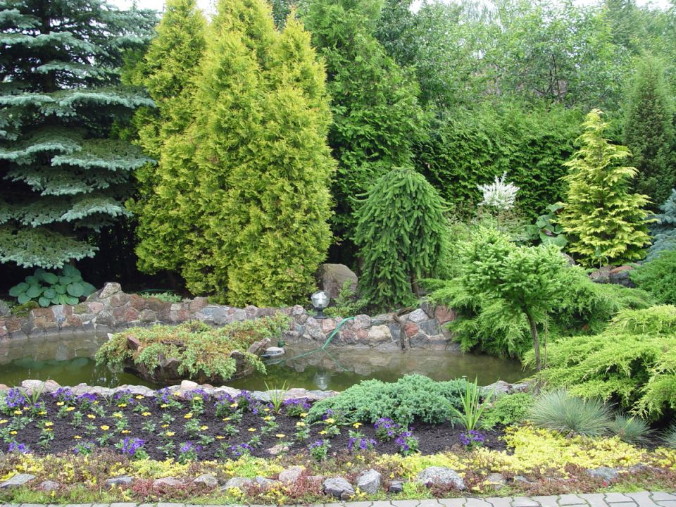 Как выбрать хвойные деревья для создания эффектного сада круглый год