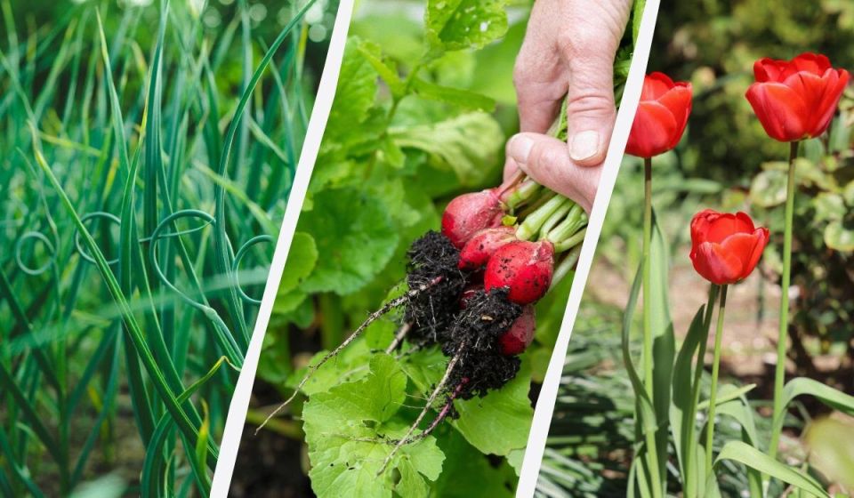 Весенний сад: первые шаги по посадке овощей и цветов в марте