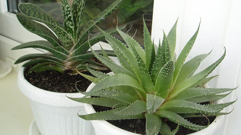 ������ ��������� ��������� �������� ����� ��� �� ��������