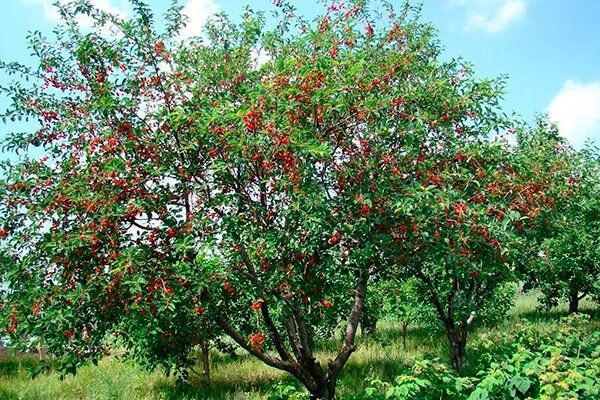 Стойкая Вишня: спокойное объяснение особенностей и ухода