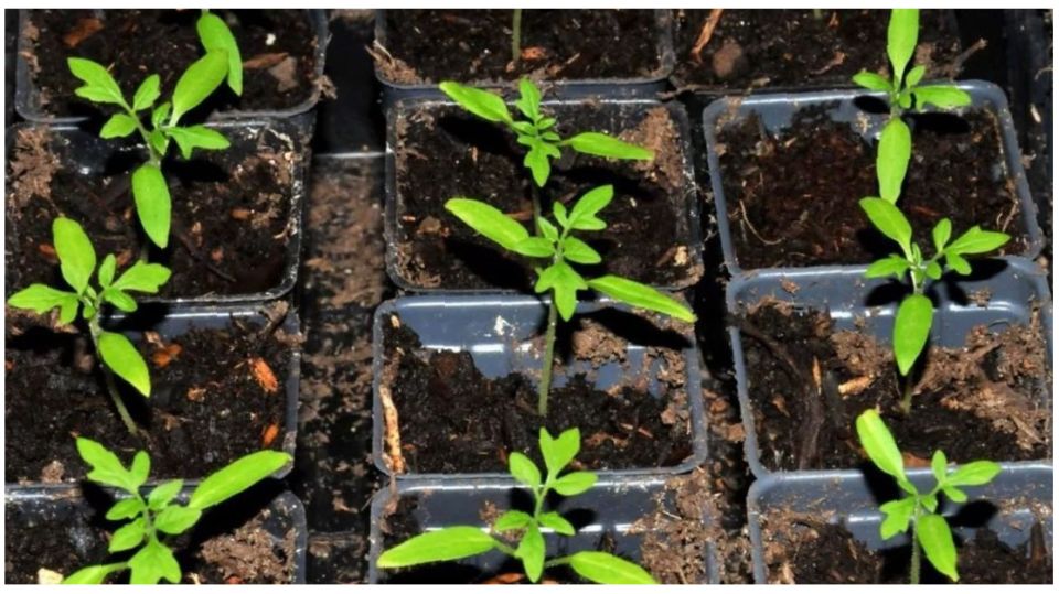 ����������� ����� ������� � ��� ����� �� �������� ������ ��� ������������� ������������