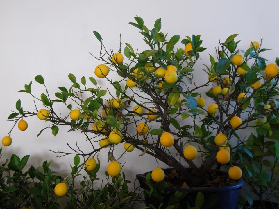 ����� ��������� ������ �� ������� ����� � ��������, ����� ���������� ����