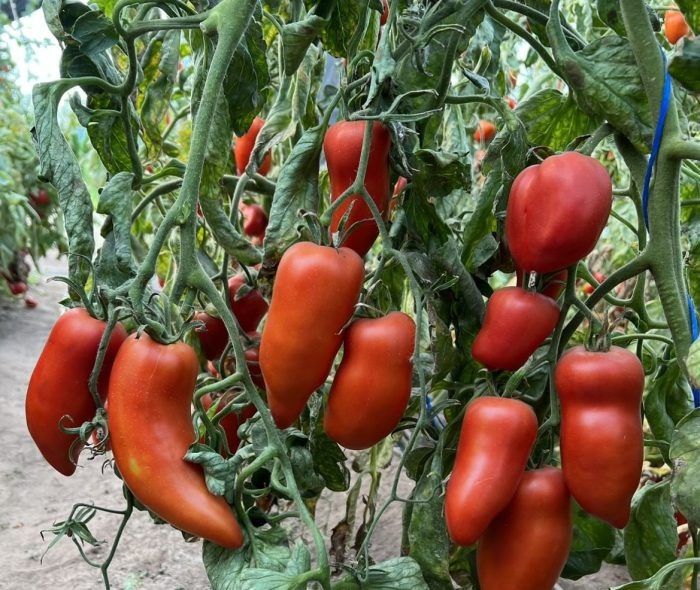 ����� ������������ ���: ��������� ���������� ���������� ����� � �������� �����