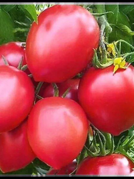 ������� ������ � ����� ������ ������ ��� ������� � ���������