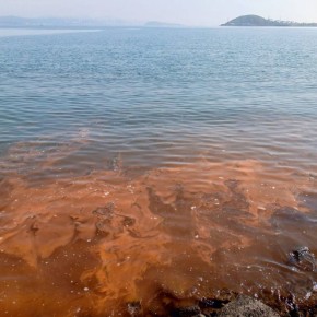    , ,      -        , ,  ,  (Noctiluca)