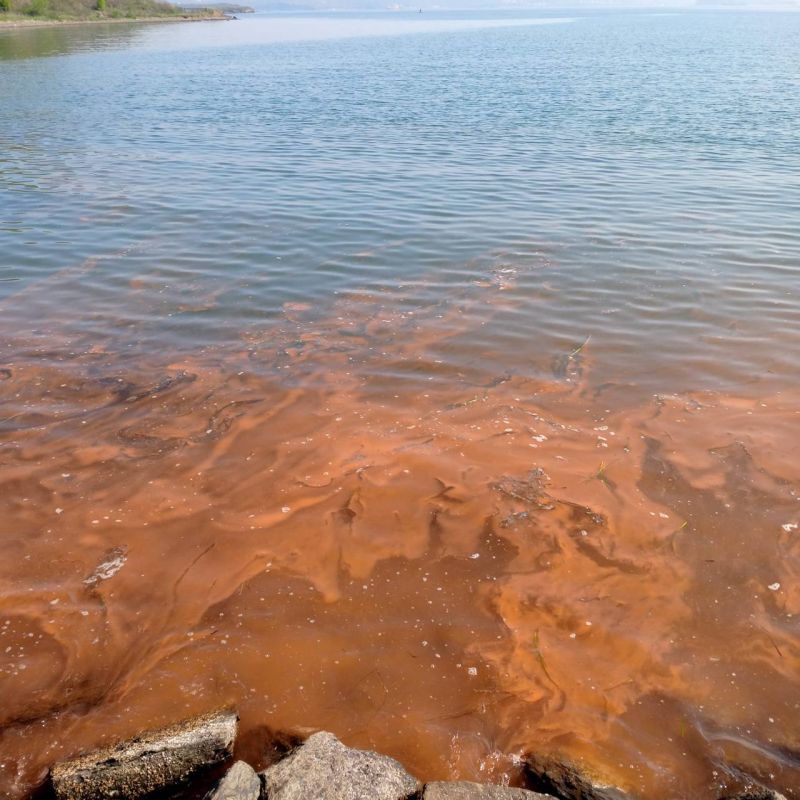    , ,      -        , ,  ,  (Noctiluca)