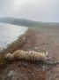 В Большом Камне из моря выловили мертвого тигра