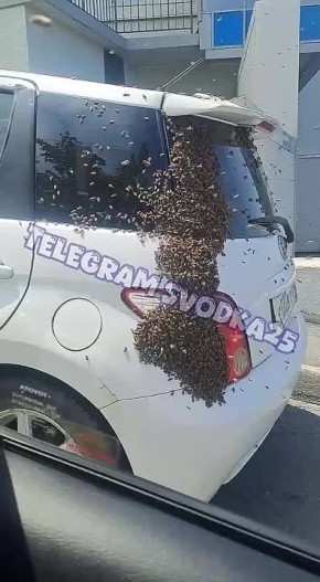 Сотни пчёл облепили авто во Владивостоке