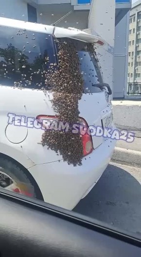 Во Владивостоке на Чуркине тысячи пчёл атаковали автомобиль