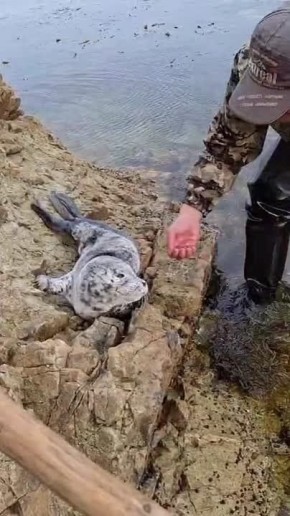 В Приморье спасатель МЧС нашёл истощённого детёныша нерпы