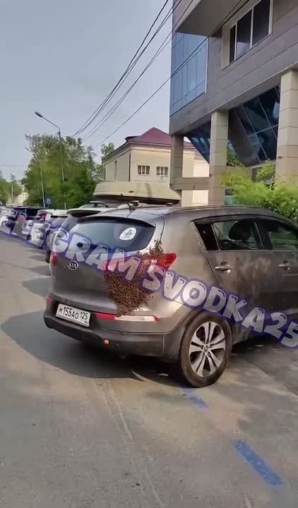Пчелы вновь атаковали автомобиль во Владивостоке