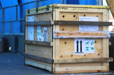 В аэропорт Владивостока в ящике с надписью «Хрупкий груз» доставили из Якутска трёх бурых медвежат, которые остались сиротами