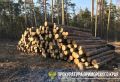 В Приморье суд рассмотрит уголовное дело о незаконной рубке лесных насаждений на сумму свыше 120 млн рублей