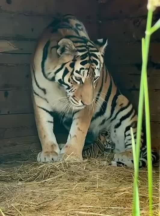          ,     