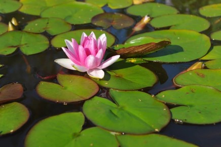 1   -      