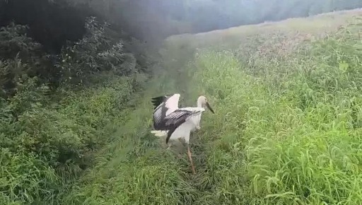   :         