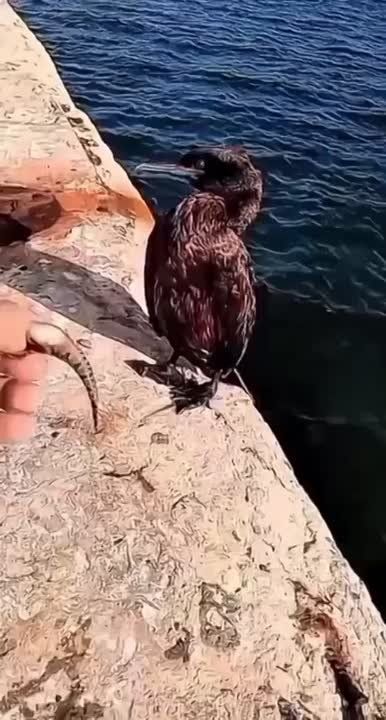 # ,  