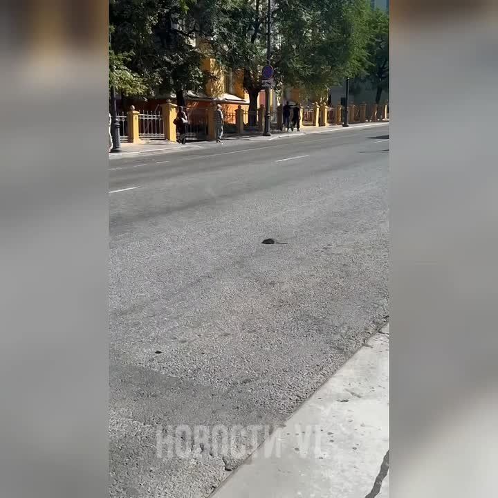 Бесстрашную крысу заметили прохожие в центре Владивостока, на Семновской