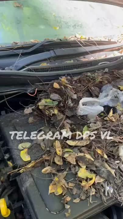 Автомобиль во Владивостоке стал временным пристанищем для крысиного потомства