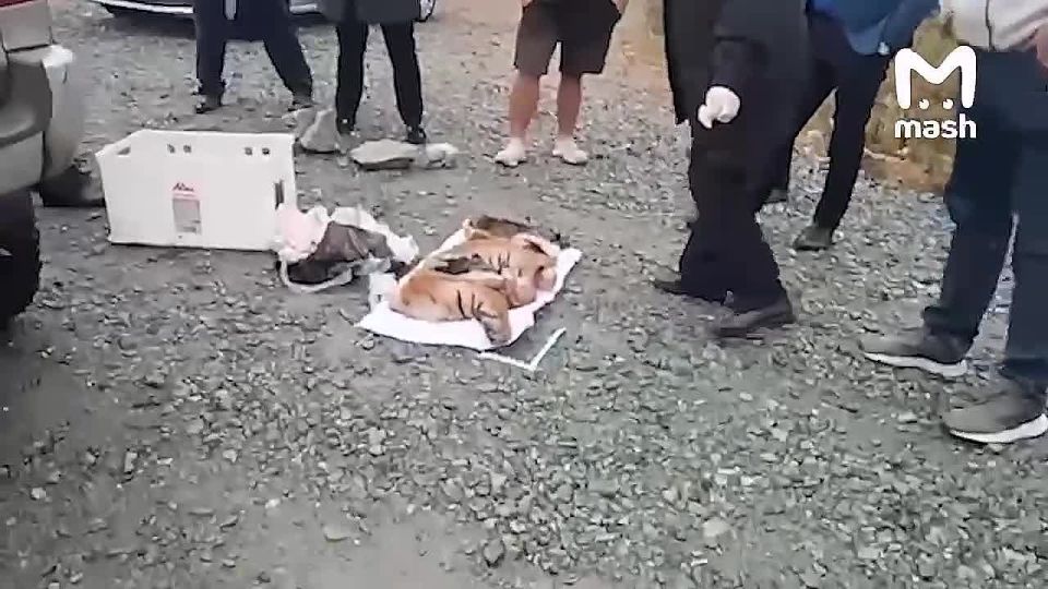         &quot;-&quot;  