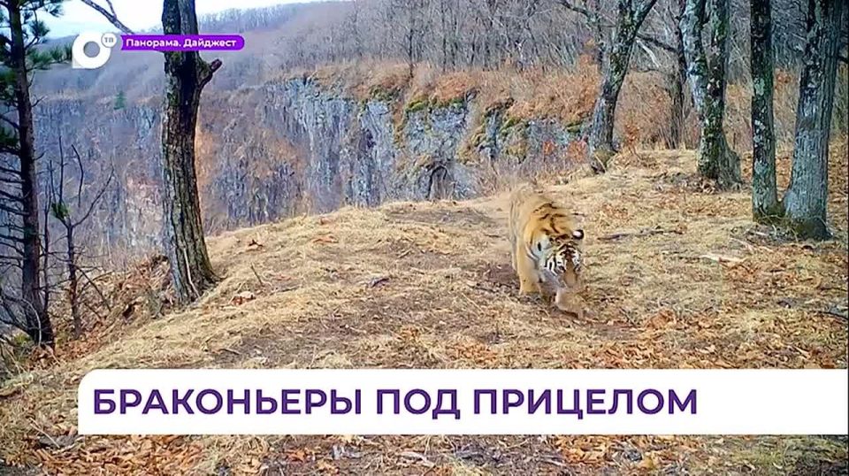 В Приморье задержали браконьера с частями тела тигра
