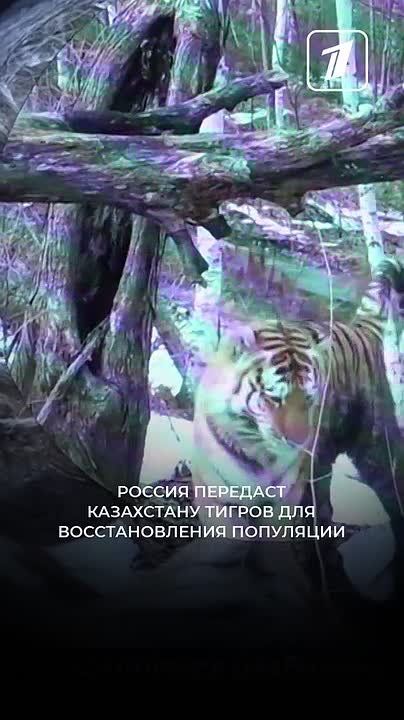 Россия передаст Казахстану тигров для восстановления популяции, сообщил Константин Чуйченко: министр юстиции, председатель наблюдательного совета центра «Амурский тигр» сегодня в Приморском крае