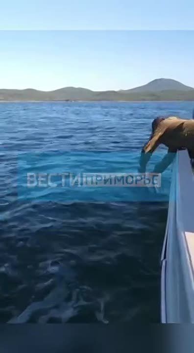 В Приморье вытащили из воды гигантскую черепахи