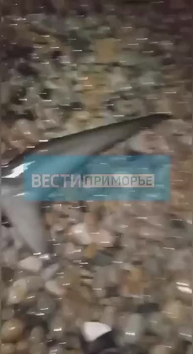В Приморье рыбаки выловили огромную акулу-молота