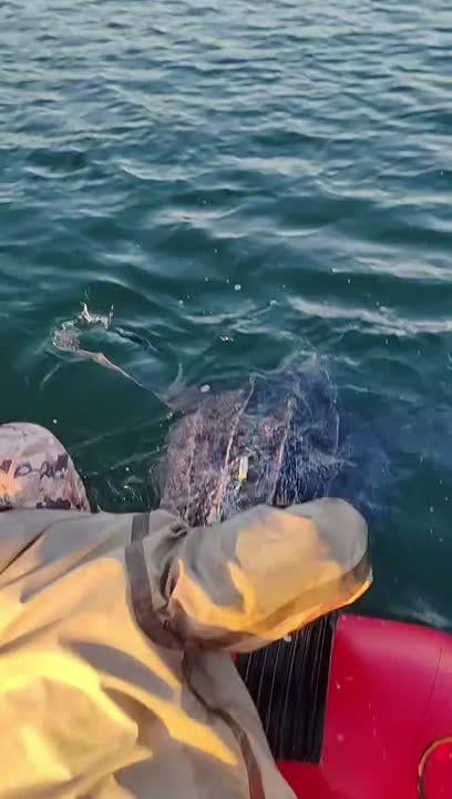 Гигантскую морскую черепаху спасли из рыболовных сетей у берегов Приморья