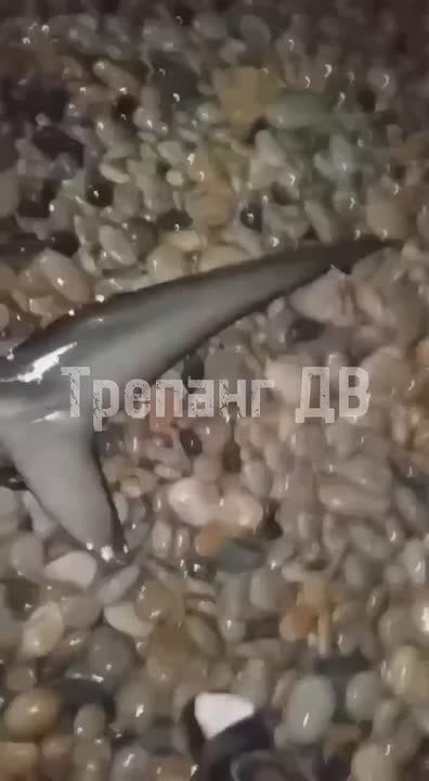 Приморские рыбаки поймали редкую акулу-молот