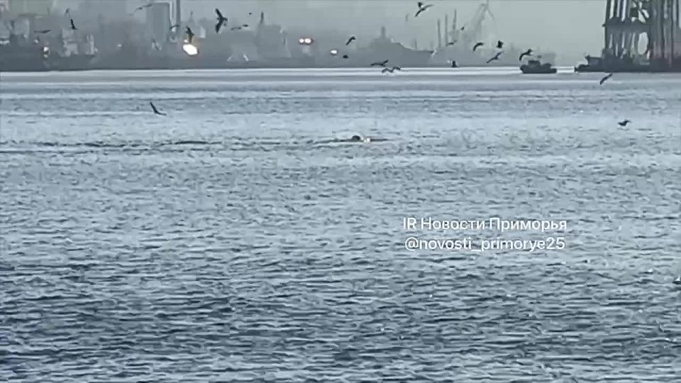 Кит снова забрёл бухту Золотой Рог