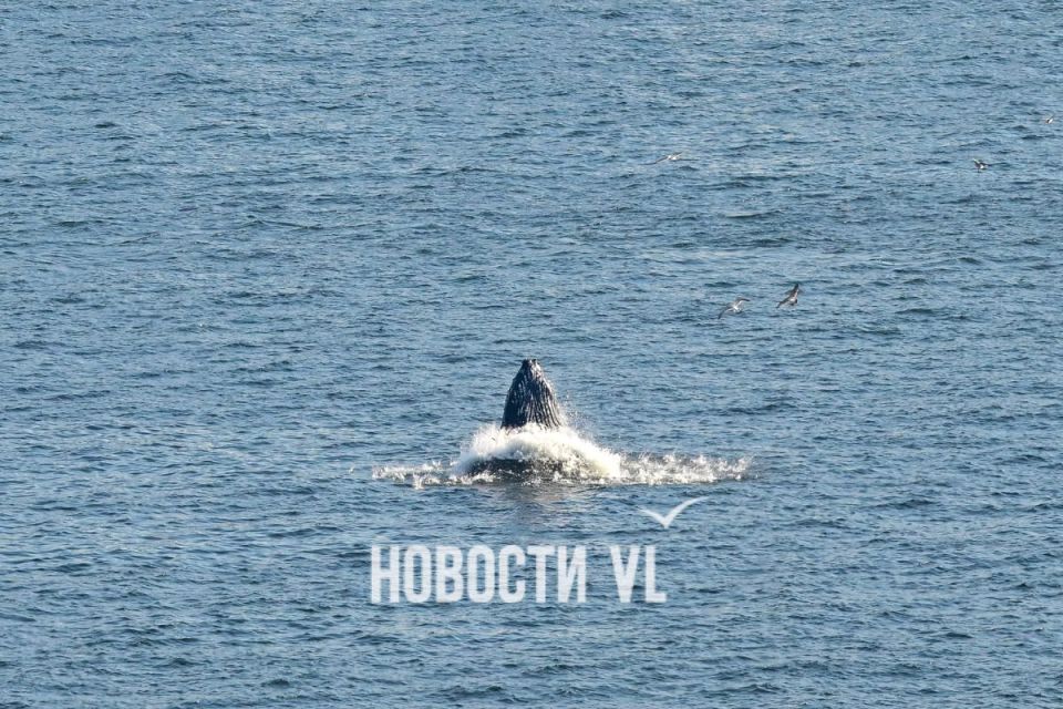 Горбатый кит дважды заплыл на рыбалку в бухту Золотого Рога во Владивостоке