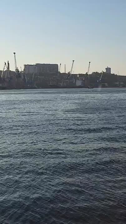 Горбатый кит заплыл в бухту во Владивостоке