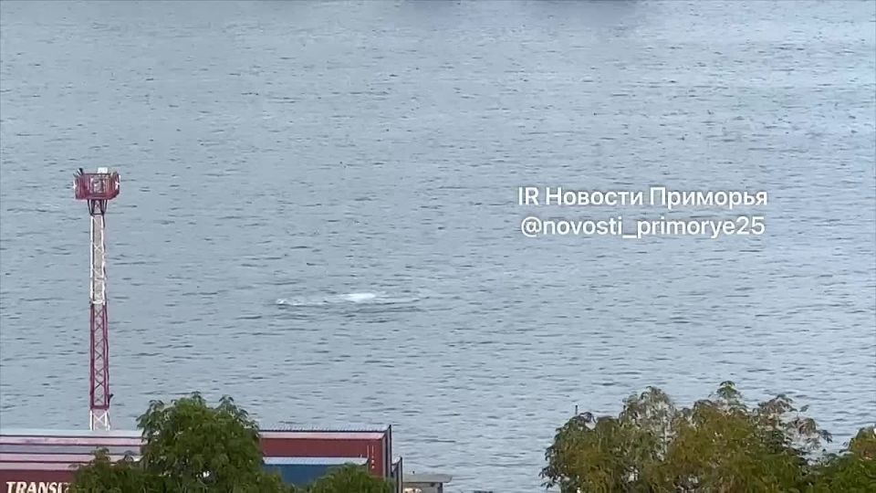 Похоже киту Золотой Рог очень понравился и теперь у него здесь ПМЖ