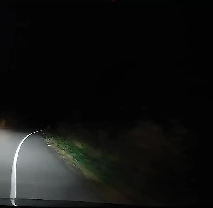 Под Уссурийском тигр попытался напасть на машину