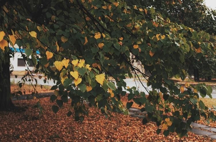       -7 C  