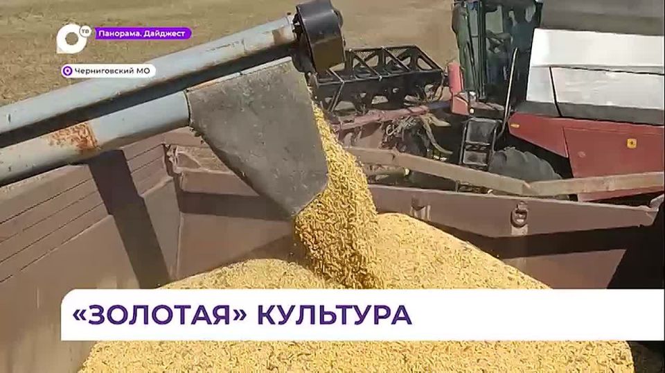 Уборка сои в Черниговке началась раньше срока