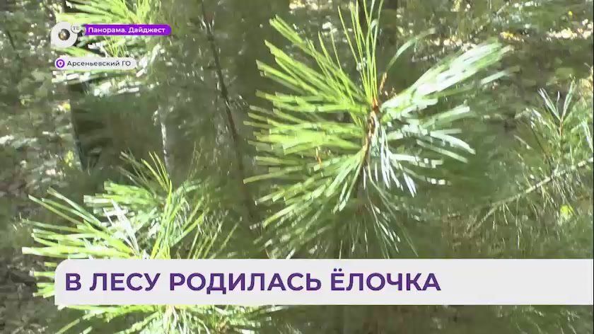 Арсеньевский пенсионер выращивает хвойные деревья в Приморье