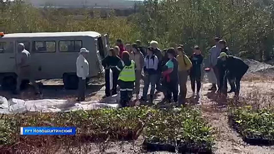 Леса восстанавливают энтузиасты в местах отвалов Новошахтинского угольного разреза
