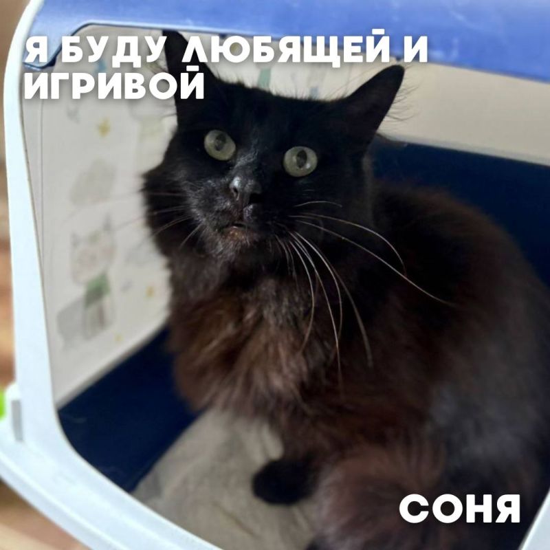 Сегодня в рубрике #Ищу_человека делимся информацией от наших подписчиков, которые взяли себе самых очаровательных питомцев на временную передержку и ищут им теплый дом