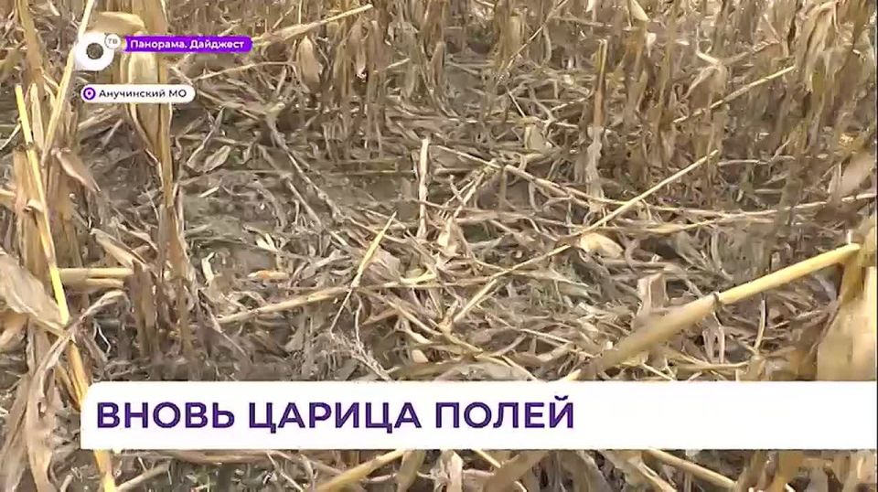 В Анучинском районе приступили к уборке кукурузы