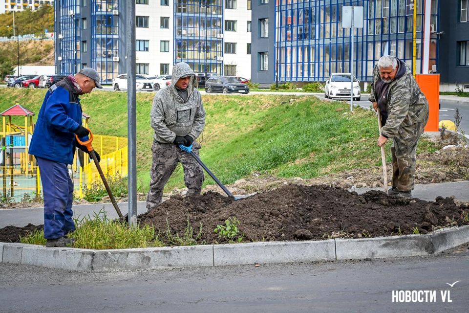 Зелёная улица: на Патрокле во Владивостоке посадили клёны и спирею
