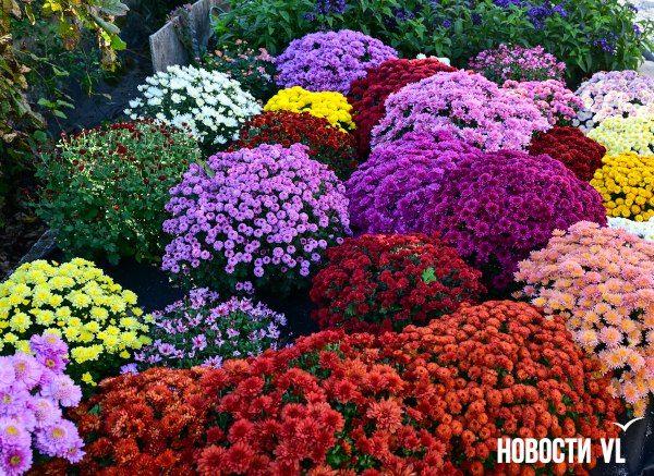 На следующей неделе в Приморье вновь похолодает