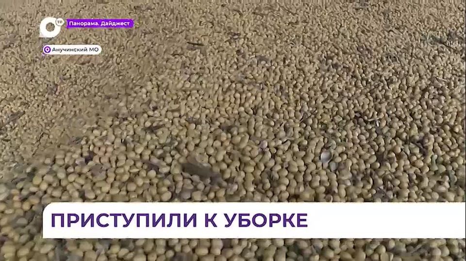 В Анучинском округе наступили благоприятные условия для уборки сои