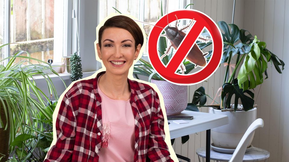 Тараканы боятся этих растений как огня: посадите дома, и они к вам больше не сунутся