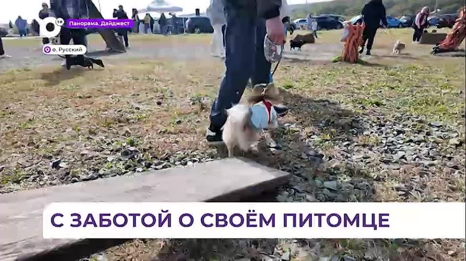 Кинологический фестиваль «Собаки города В» провели в бухте Ахлестышева