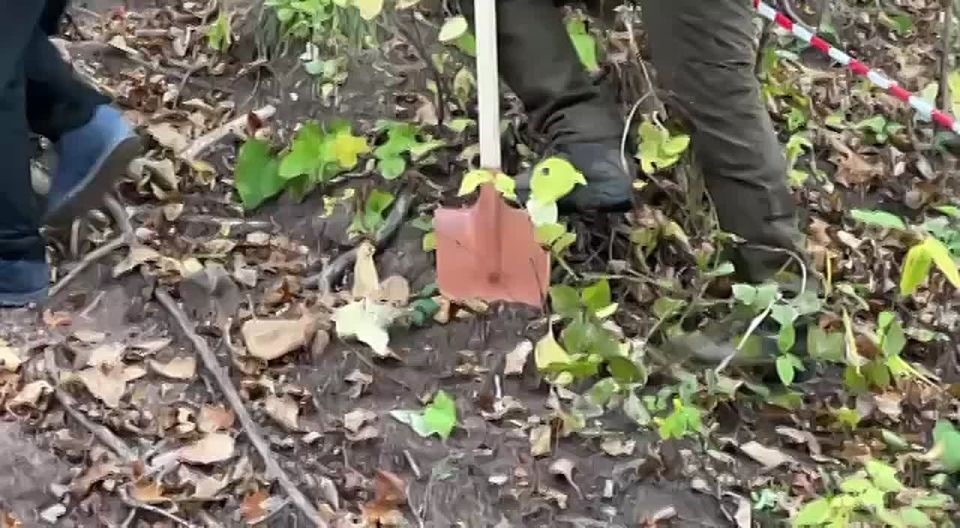 Лес у Кравцовских водопадов восстанавливают ученые