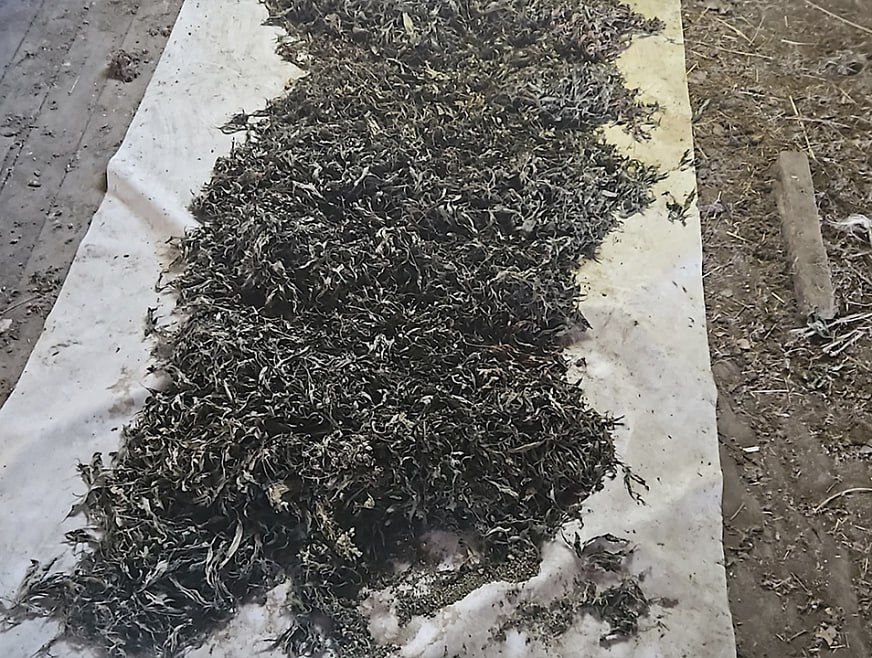 Более 40 кг марихуаны изъяли полицейские у жителя Октябрьского района Приморского края