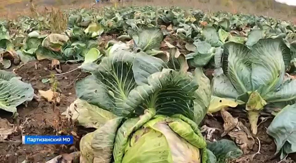 На просторах Золотой Долины сегодня собирают капусту