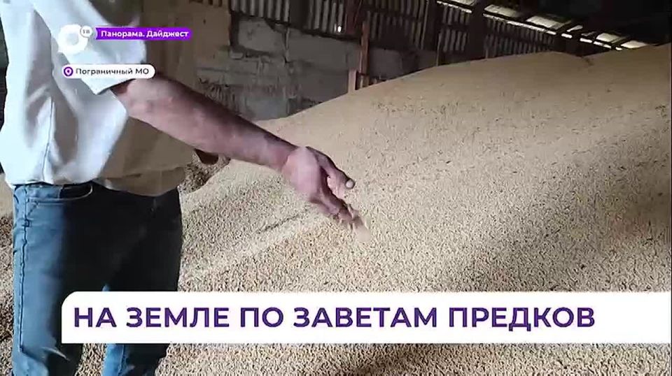 Богатый урожай сои в Приморье собирает семья староверов Калугиных
